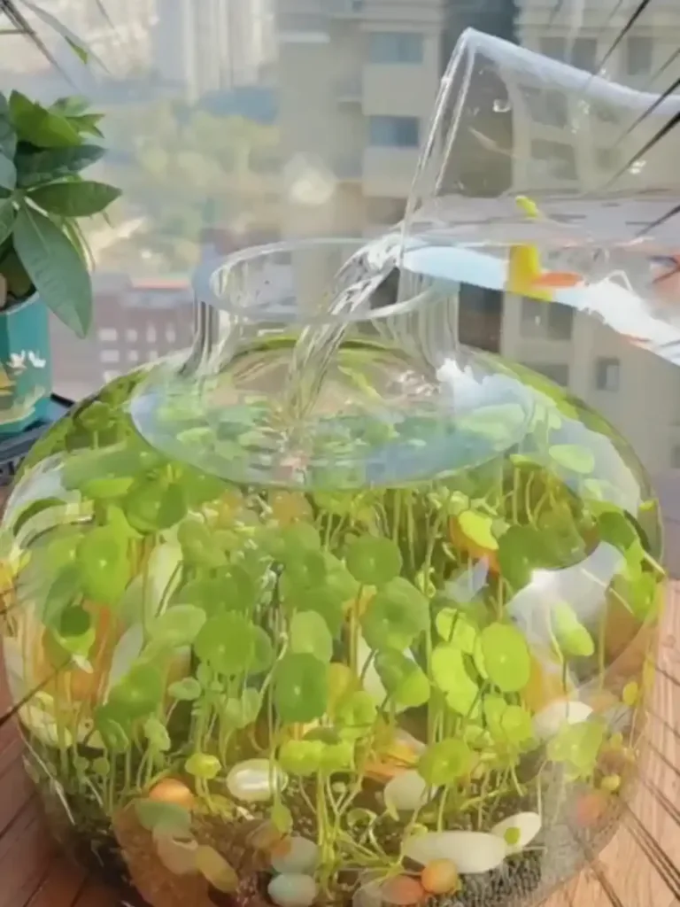 Pennywort Ultimate Guide: 6 Best Aquarium Uses 2 Pennywort aquatic plant overview