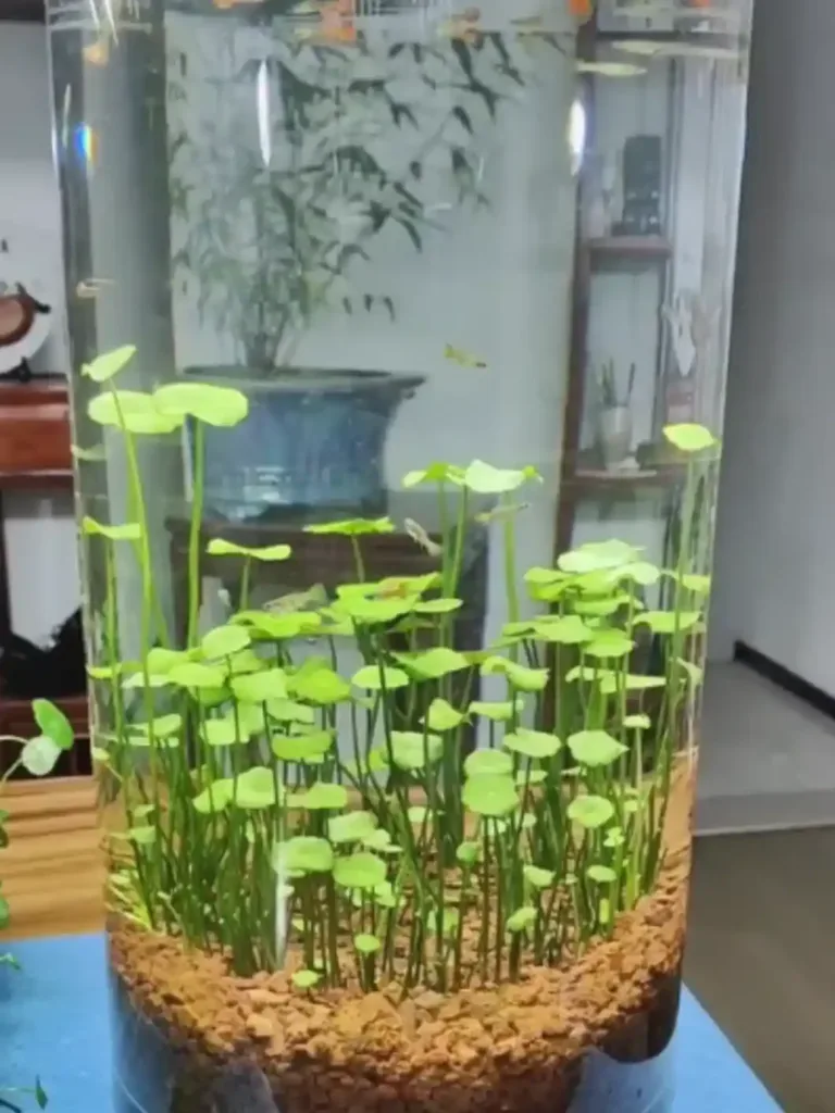 Pennywort Ultimate Guide: 6 Best Aquarium Uses 1 Pennywort growing inside a freshwater aquarium