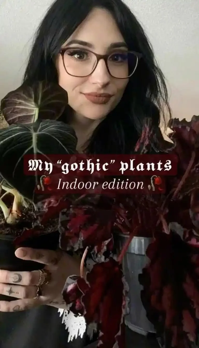 20 thriving indoor plants for a vibrant home environment