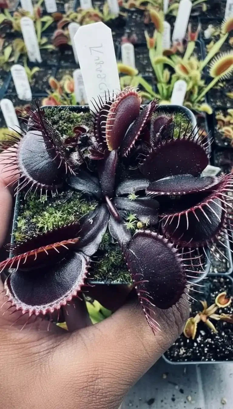 Captivating Black Venus Flytrap with dark leaves and traps.