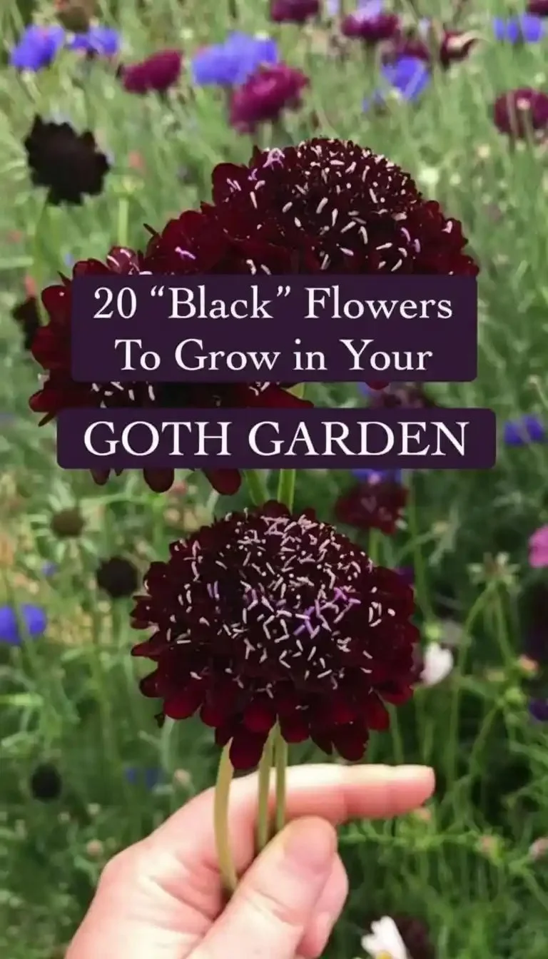 A garden showcasing a variety of beautiful black flowers in full bloom