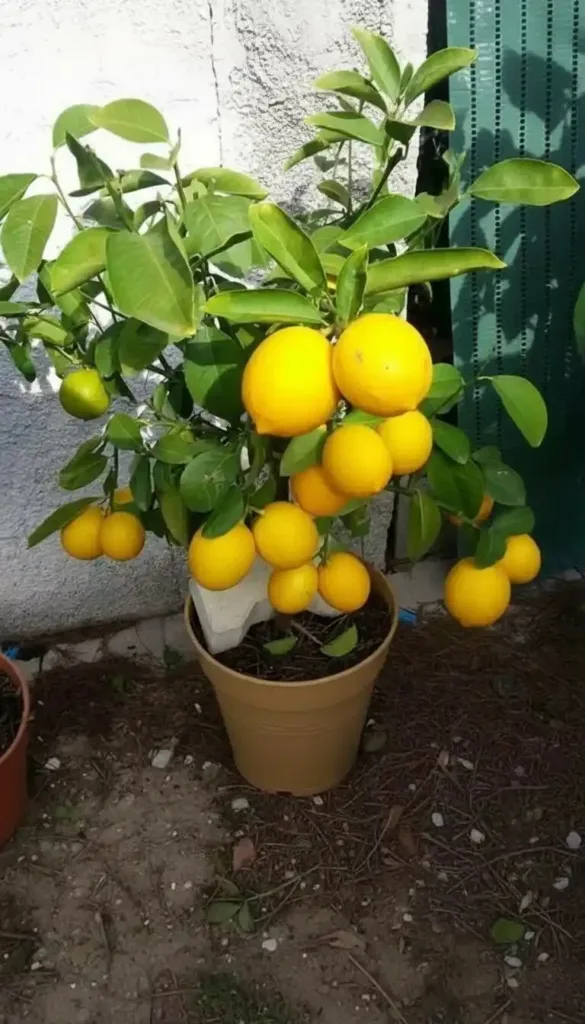 How Lemon Trees Make You a Better Garden Lover