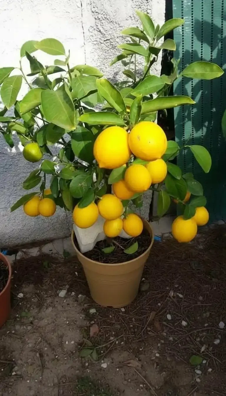 Lemon tree in a vibrant garden setting, showcasing healthy growth and fruit.