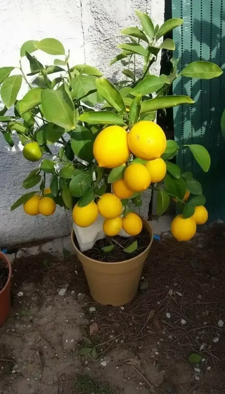 How Lemon Trees Make You a Better Garden Lover 1 how lemon trees make you a better garden lover 2026 03 20 111906 1