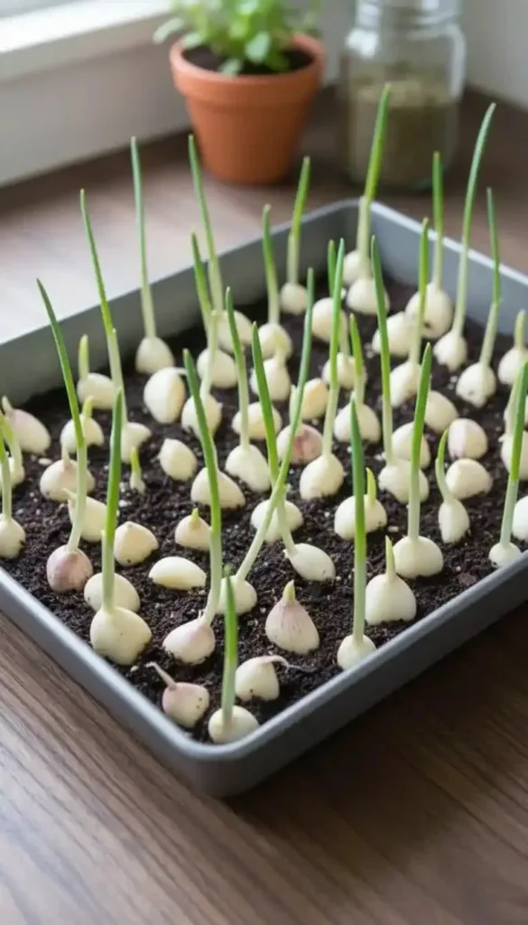 How to easily grow your own garlic at home