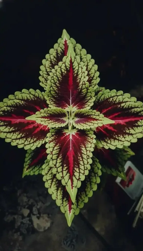 25 Stunning Coleus Plant Styling Ideas