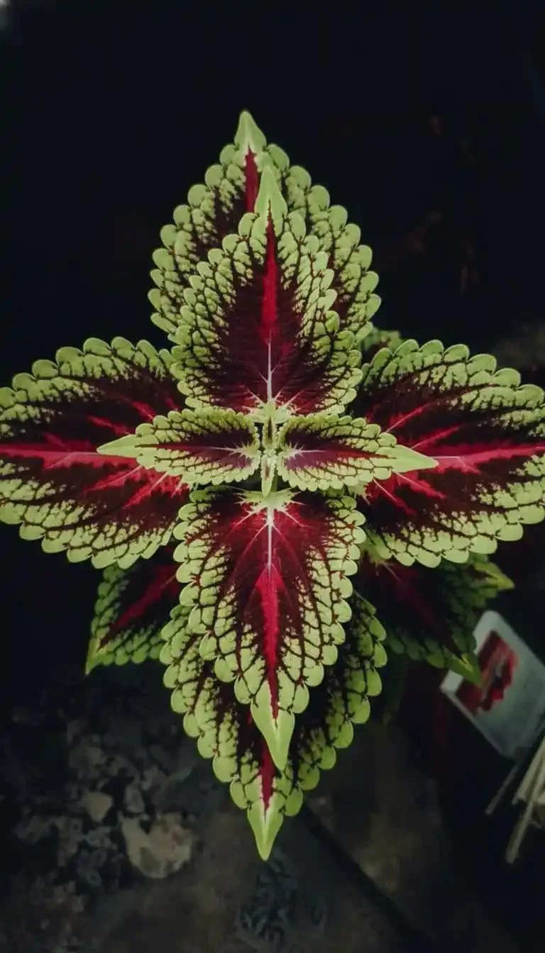 Vibrant Coleus plant in a beautifully styled garden setting.