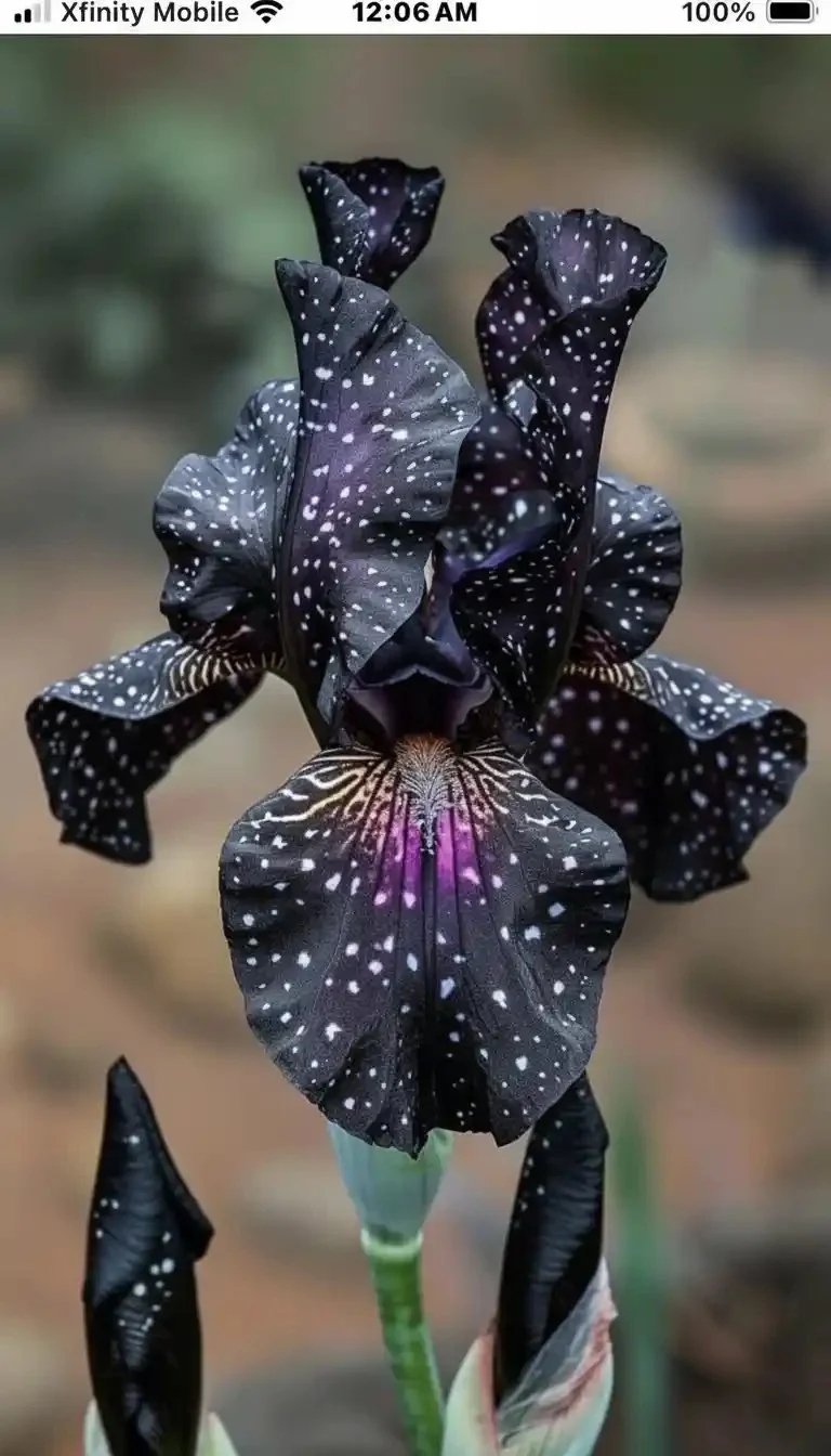 A beautifully designed goth garden featuring dark flowers and eerie decor