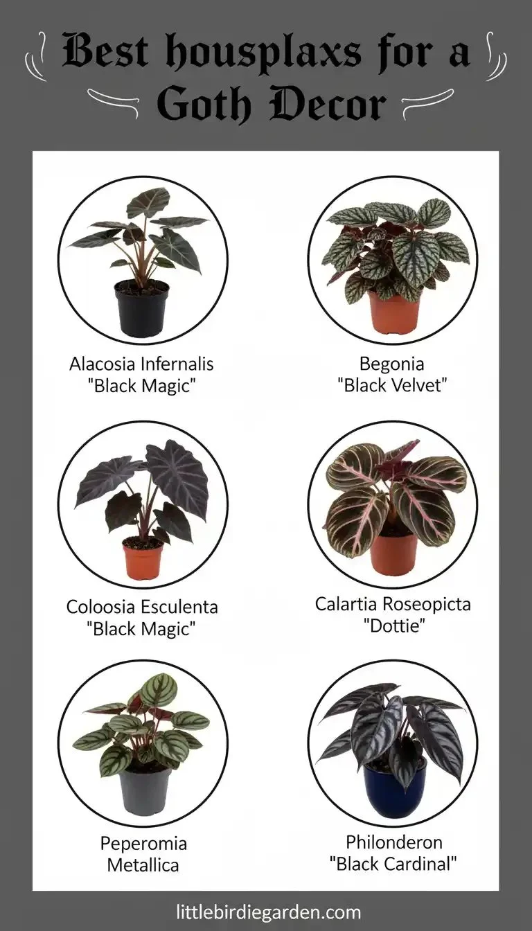 Best houseplants suited for gothic home decor styles