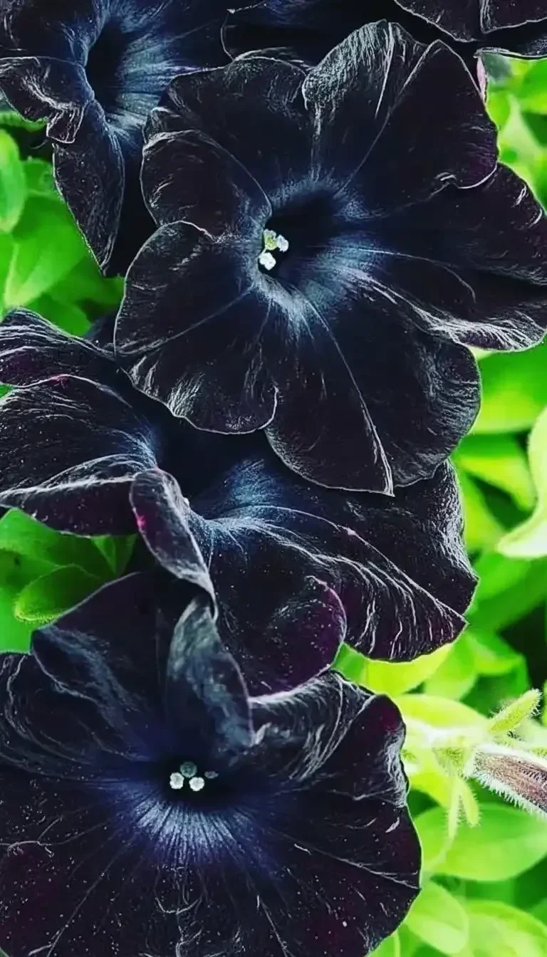 Black Velvet' Petunias via fineartamerica IG 1 black velvet petunias via fineartamerica ig 2026 04 04 193451