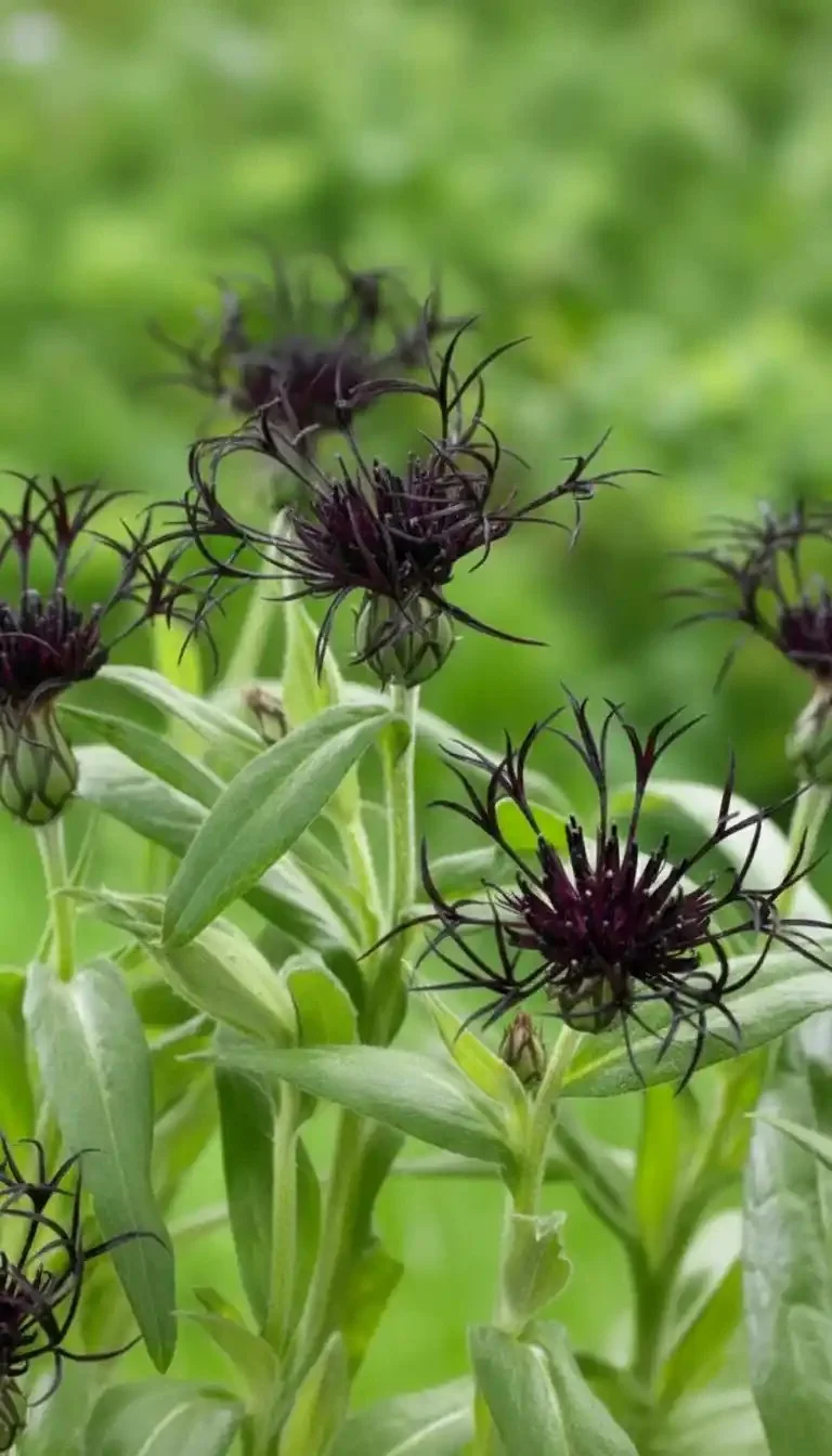 Centaurea Black Sprite with vibrant dark flowers in a garden setting